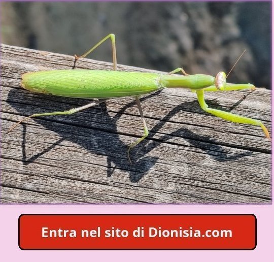 foto !