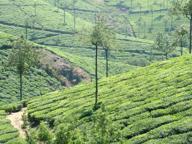 colline te